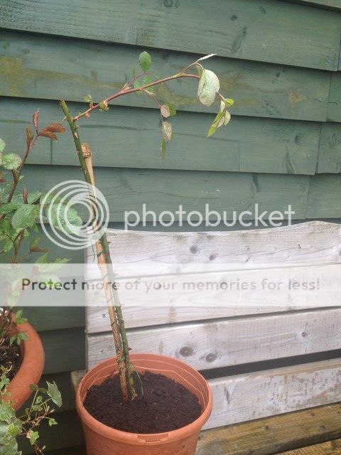 photo BB5D7711-FB22-4FF4-AEB0-7B1FE9C25534_zpsduzoid73.jpg